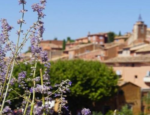 Offre d’emploi – Chargé de projets pédagogique environnement et développement durable (H/F)