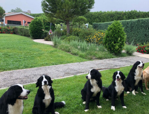 Offre d’emploi – Aide Educateur chiens guides H/F